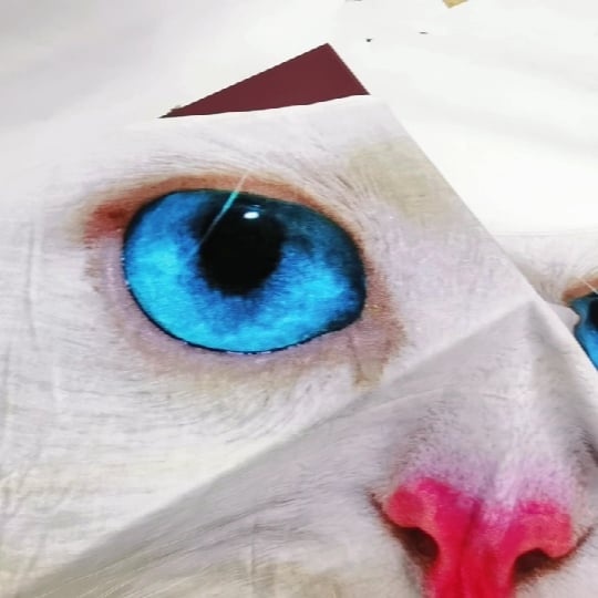 Blue-eyed White Cat - Ying