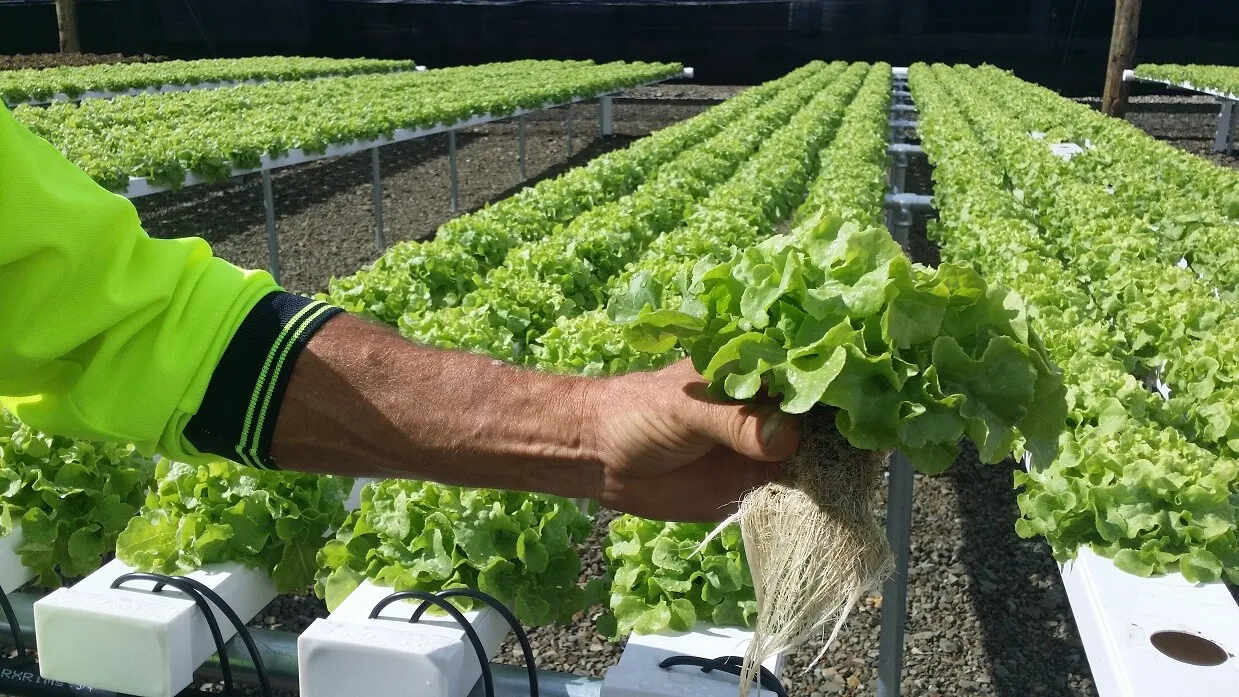 Como o sistema hidropônico apoia o cultivo sem solo em ambientes agrícolas modernos