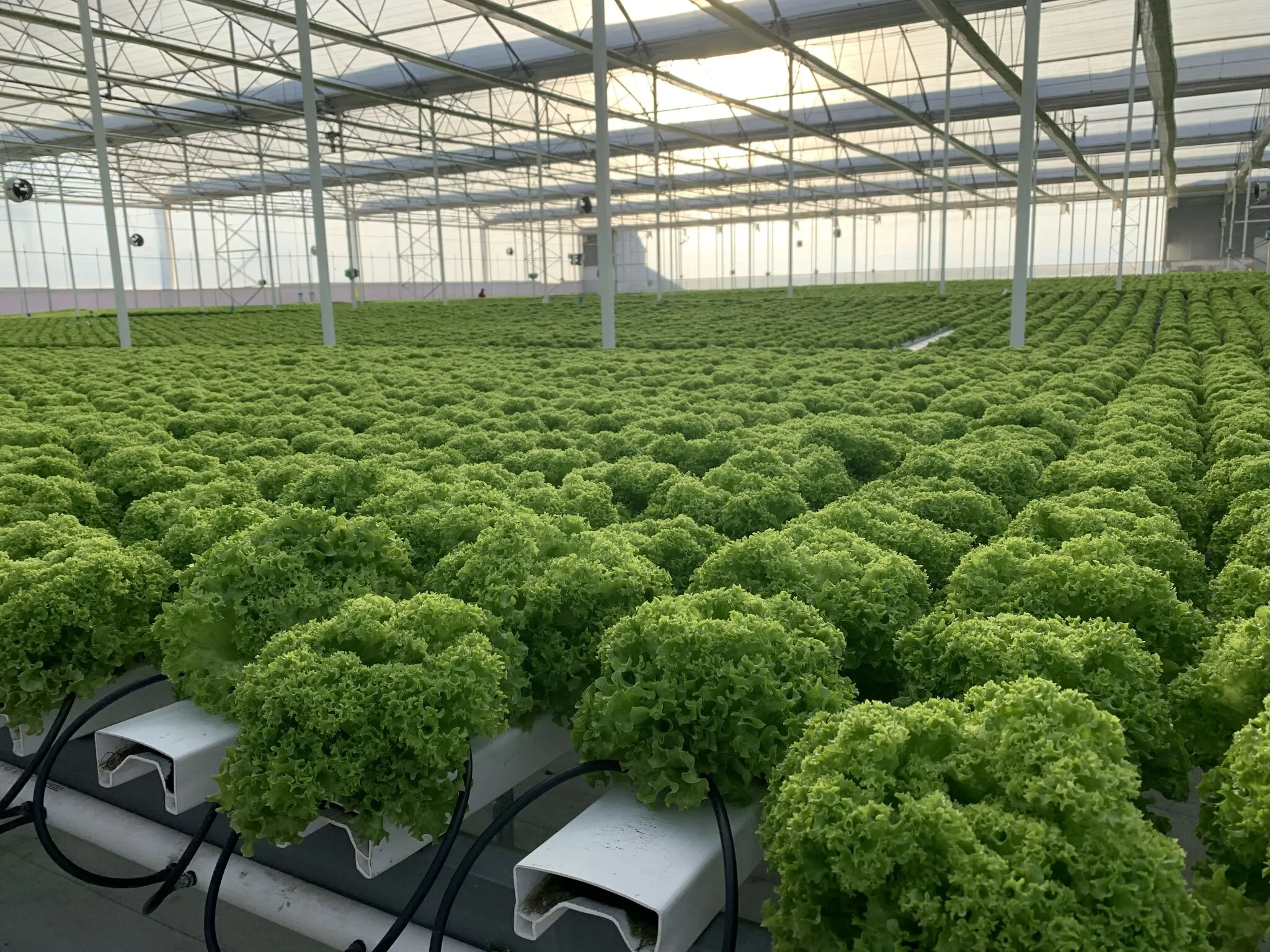 Hoe verbeter binneboerdery omgewingsbeheer in gewasproduksiestelsels