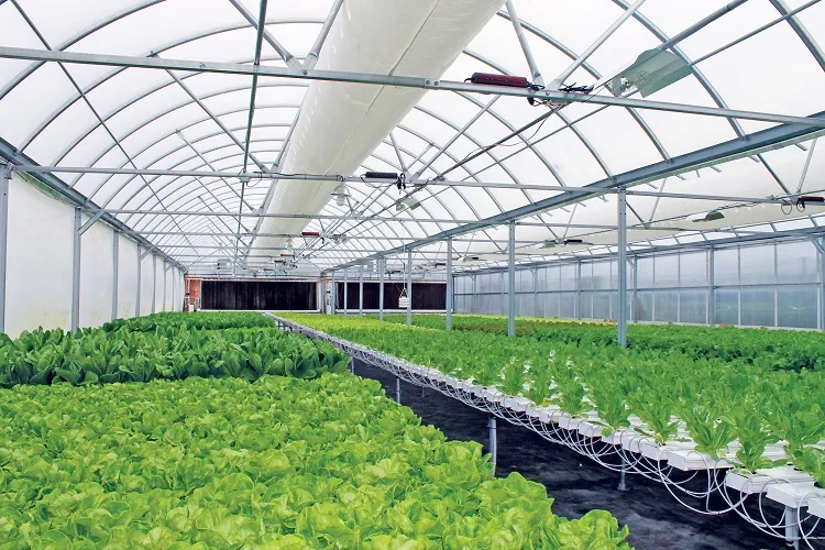 Wat maak indoor-boerdery geskik vir klimaatonafhanklike teeltsisteme