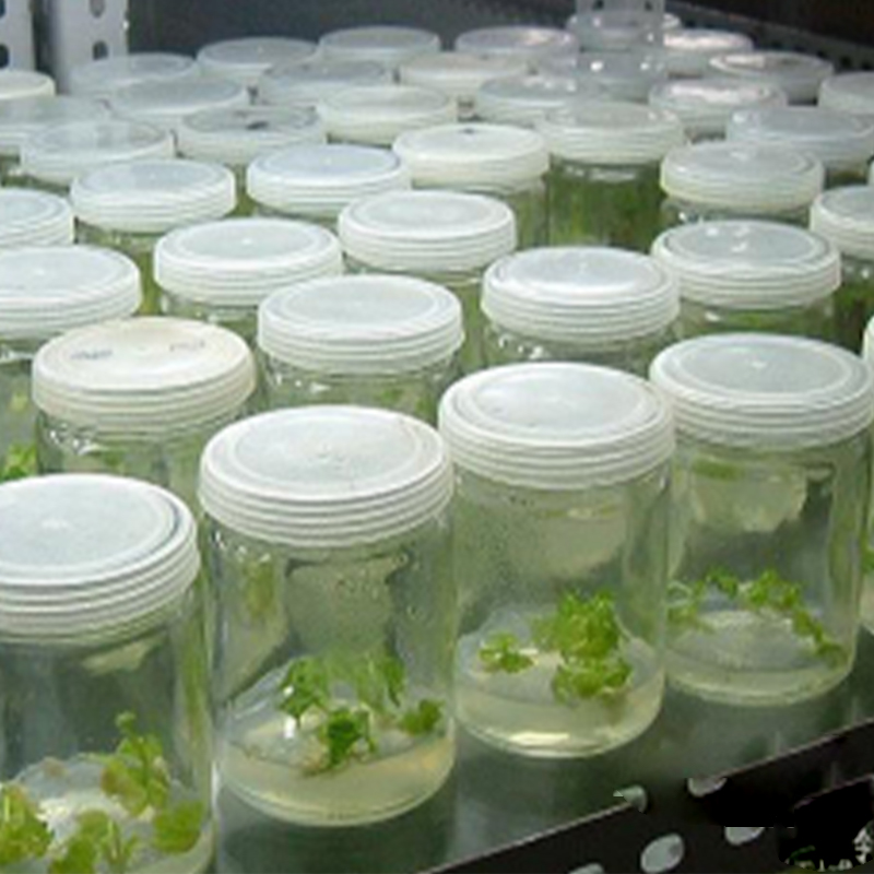Bacterial isolation.jpg
