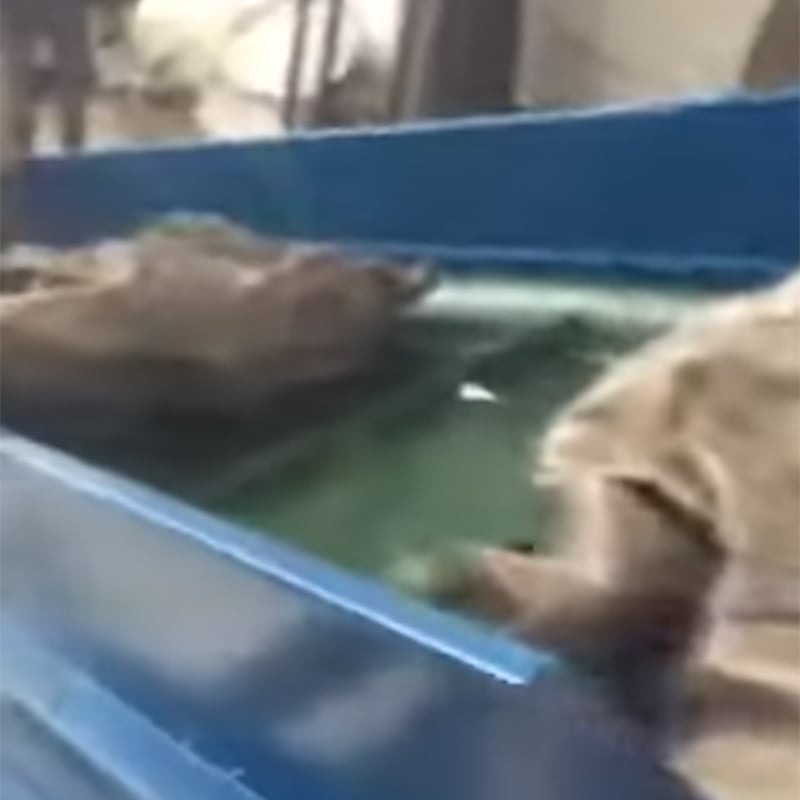 Trituradora de doble eje