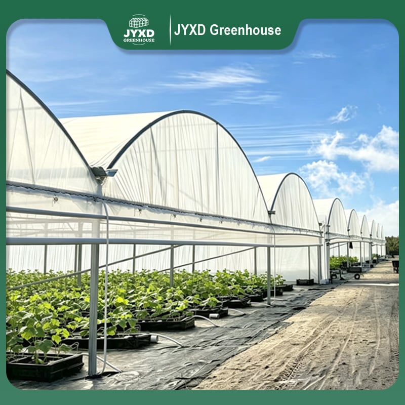 Komkommerkweekhuis vir kommersiële produksie