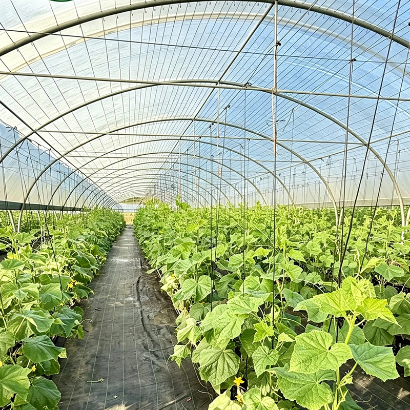 New Zealand Multi-span Cucumber Greenhouse-4.webp
