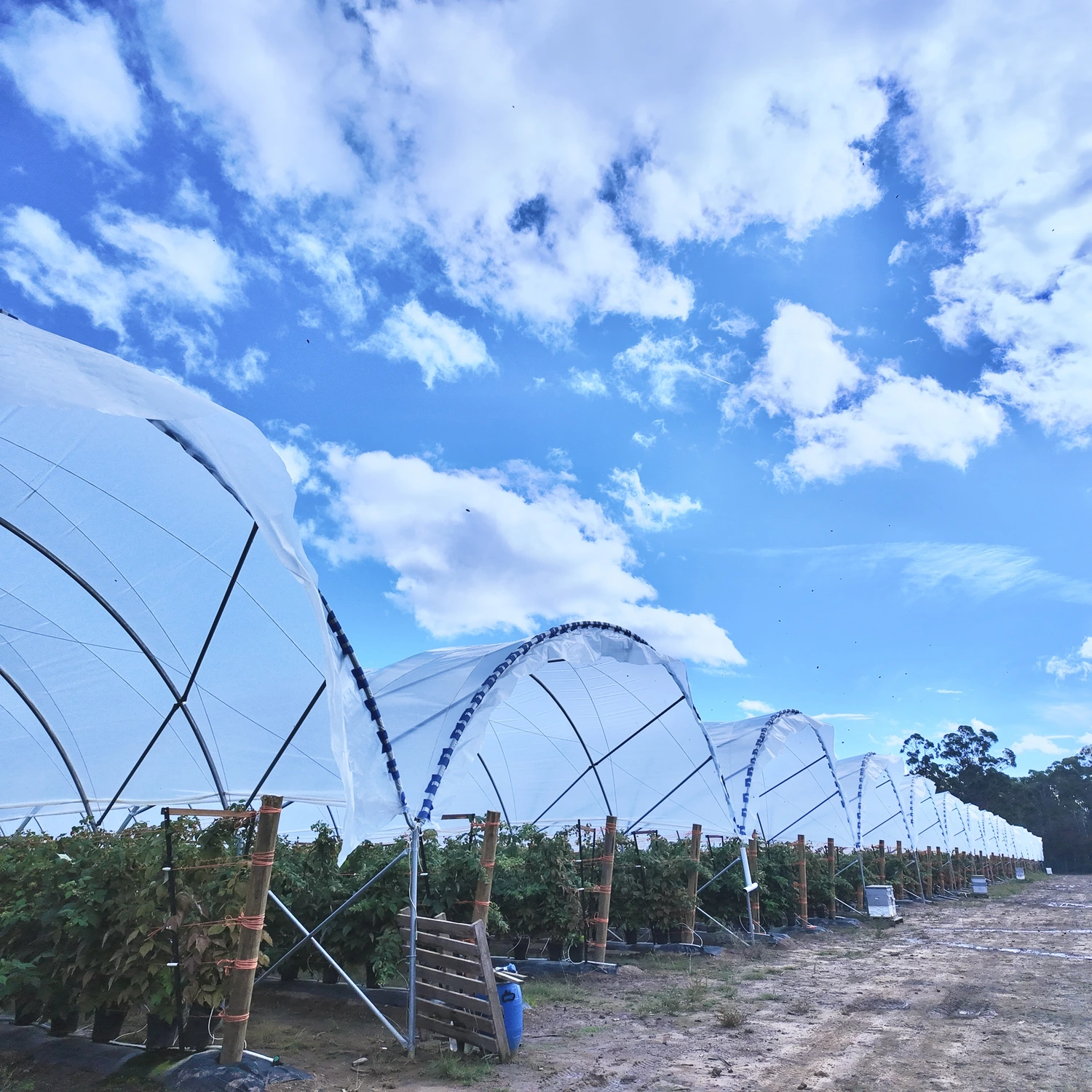 Australia Blueberry Greenhouse-4.webp
