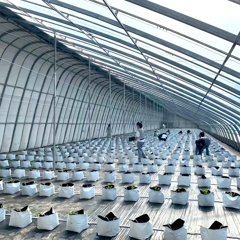 Russia Solar Greenhouse-1.webp