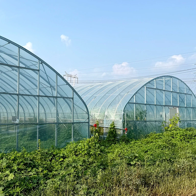 Philippines Single-span Greenhouse-5.webp