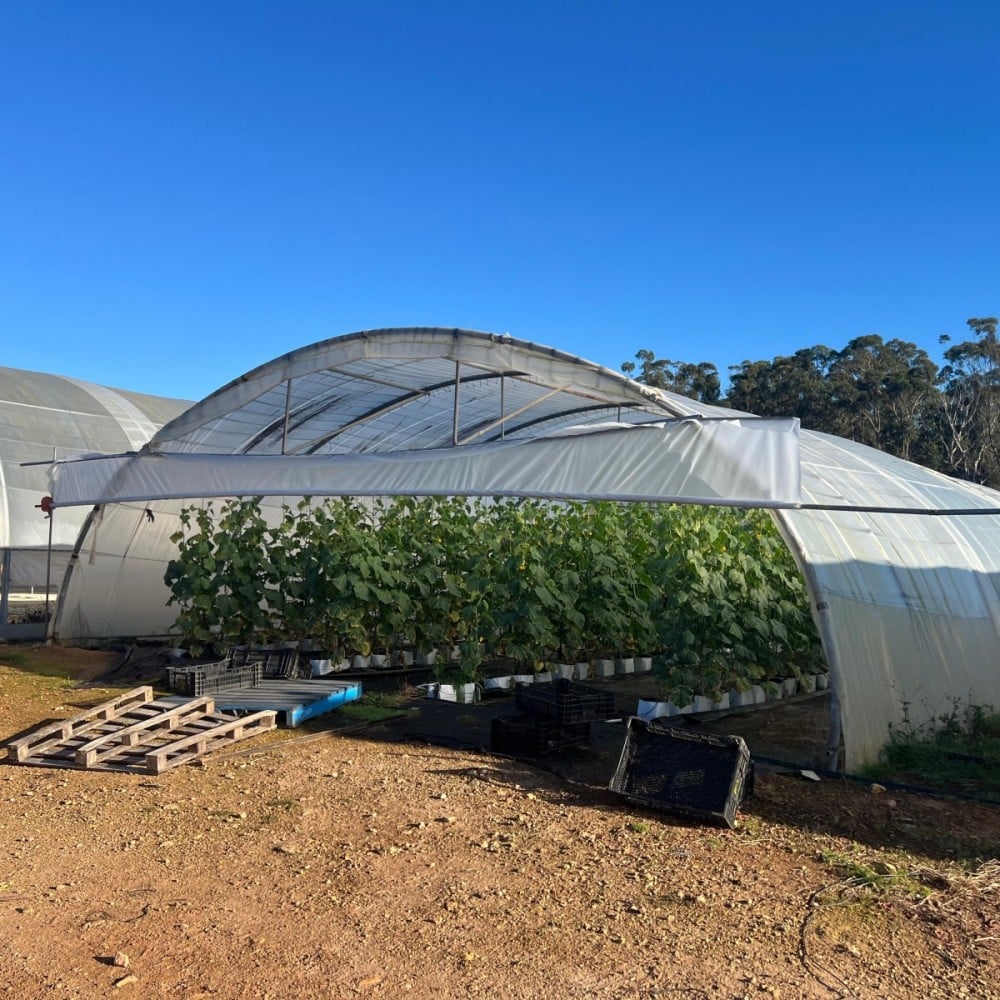 Modern Agricultural Cucumber Greenhouse Solution