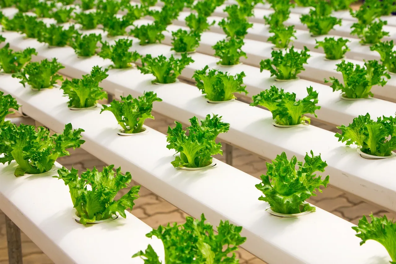 Multi-span Hydroponic Lettuce Cultivation Project (3).webp