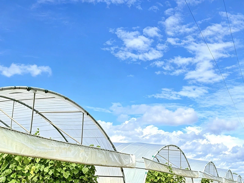 15-Hectare Multi-Span Cucumber Greenhouse Project in New Zealand