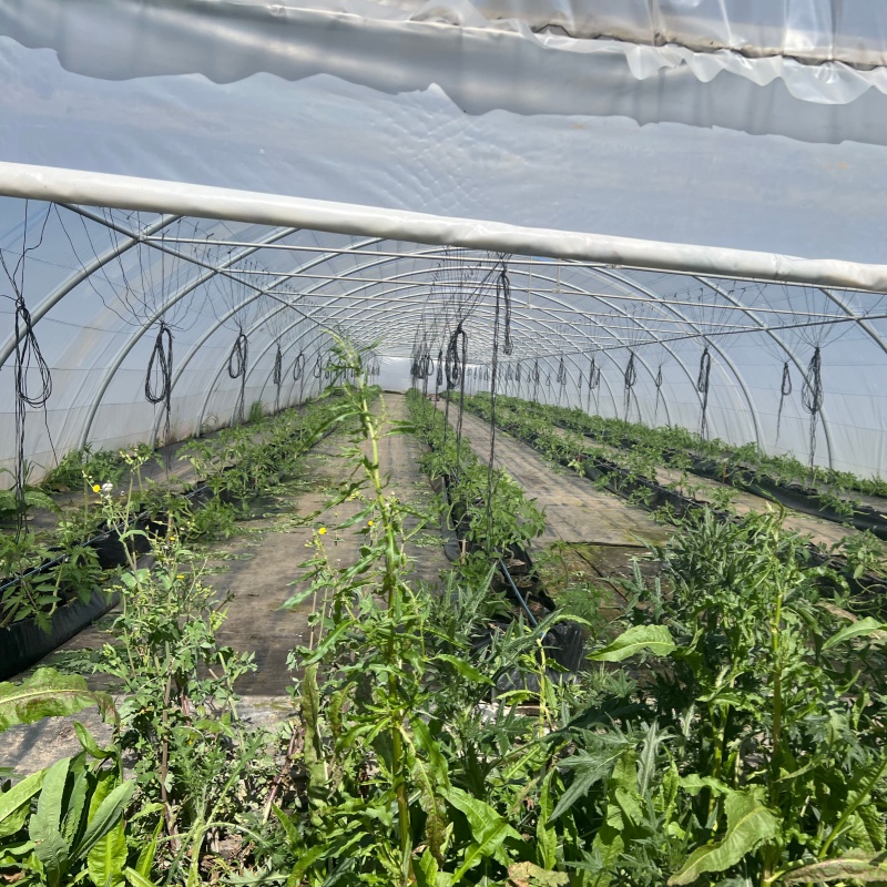 फिल्म ग्रीनहाउस के डिज़ाइन का पौधों के विकास पर क्या प्रभाव पड़ता है?