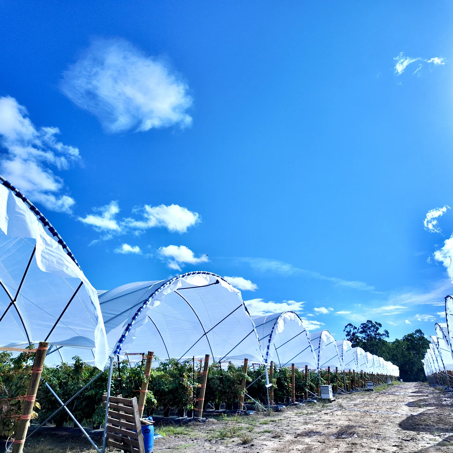 Chile Berry Greenhouse-6.webp