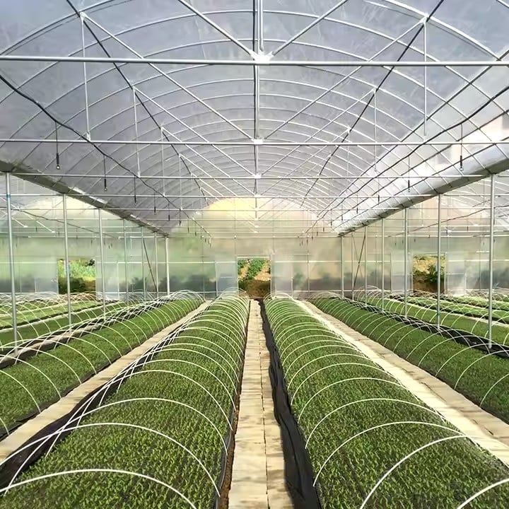 Multi-span Film Greenhouse