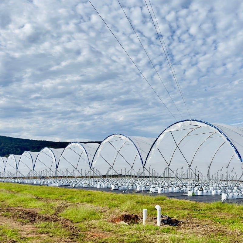 Professional Greenhouse Solution for High-Quality Blueberry Production