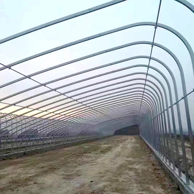 Russia Solar Greenhouse-3.webp