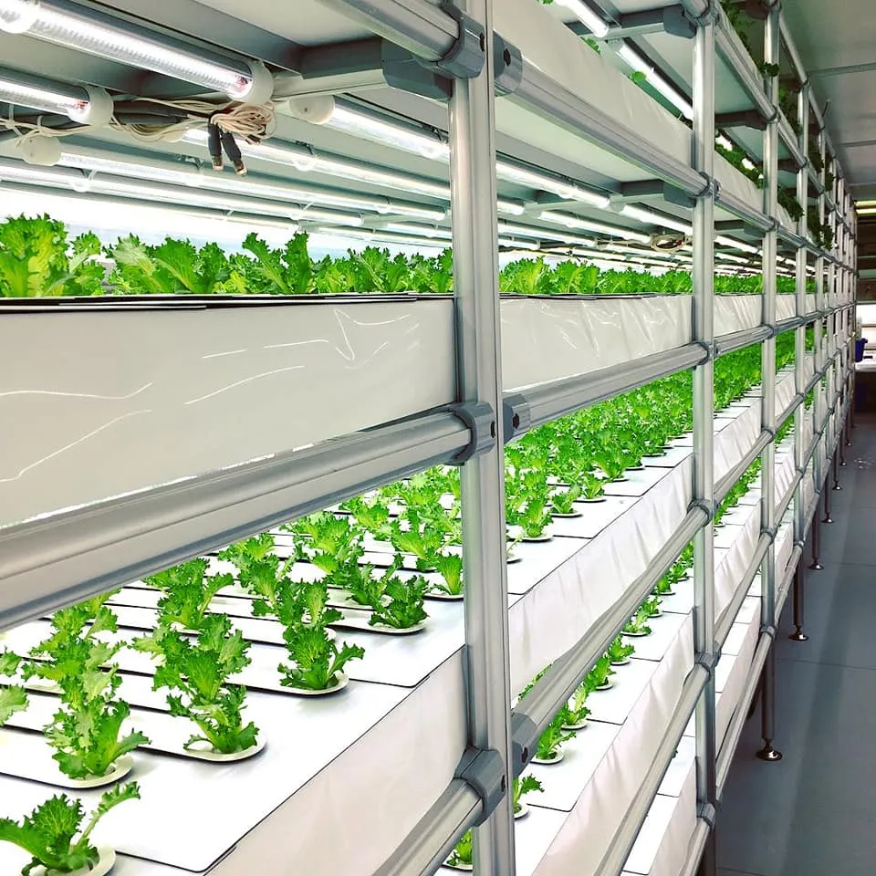 Multi-span Hydroponic Lettuce Cultivation Project (2).webp