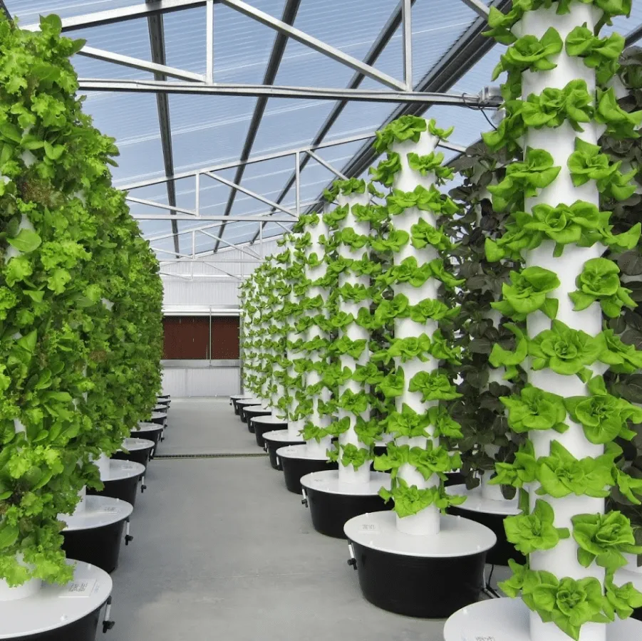 Multi-span Hydroponic Lettuce Cultivation Project (6).webp