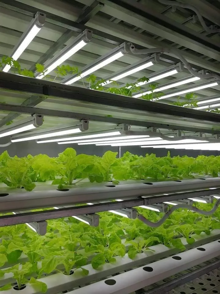 Multi-span Hydroponic Lettuce Cultivation Project (1).webp