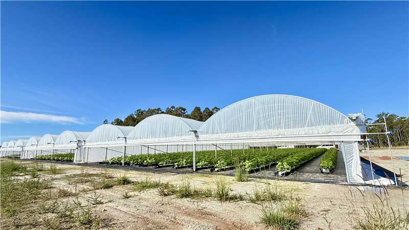 20-Hektar-komkommer-glasinheksprojek in Australië