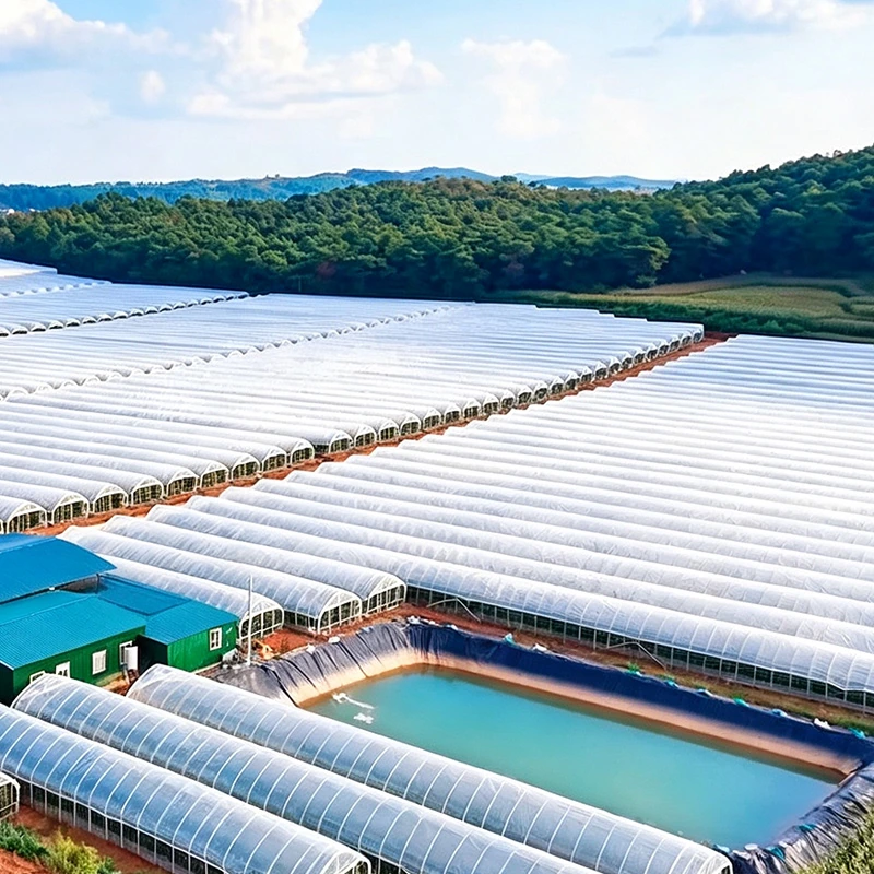 Malaysia Single-span Greenhouse-3.webp