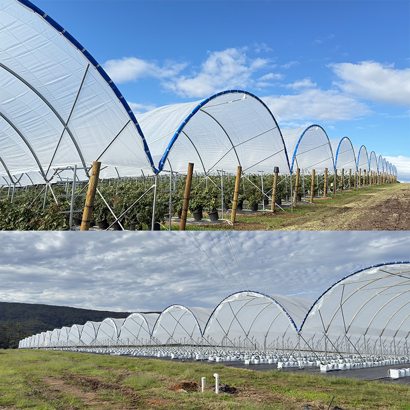 Professional Greenhouse Solution for High-Quality Blueberry Production