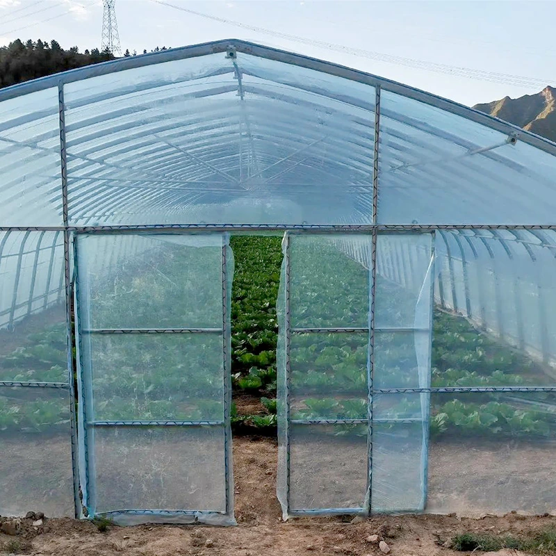 Philippines Single-span Greenhouse-2.webp
