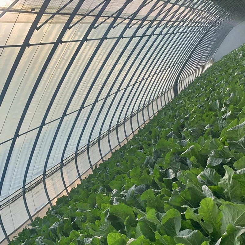 Russia Solar Greenhouse-2.webp