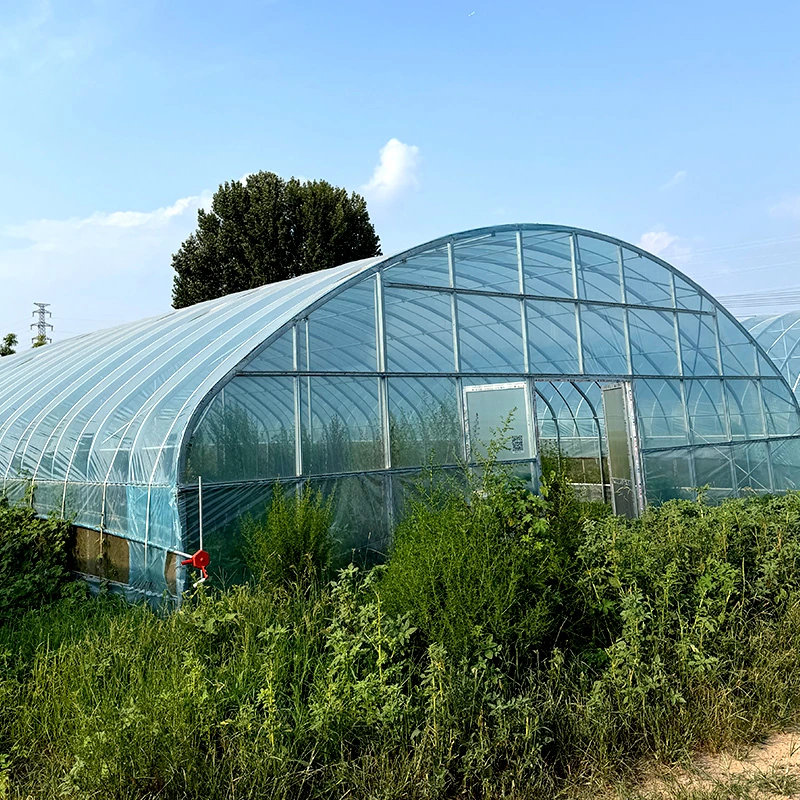 Philippines Single-span Greenhouse-4.webp