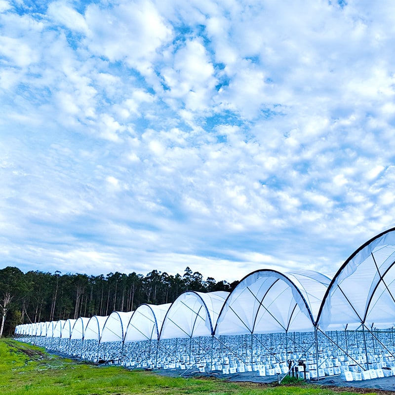 Blueberry Tunnel Greenhouse Project-2.jpg