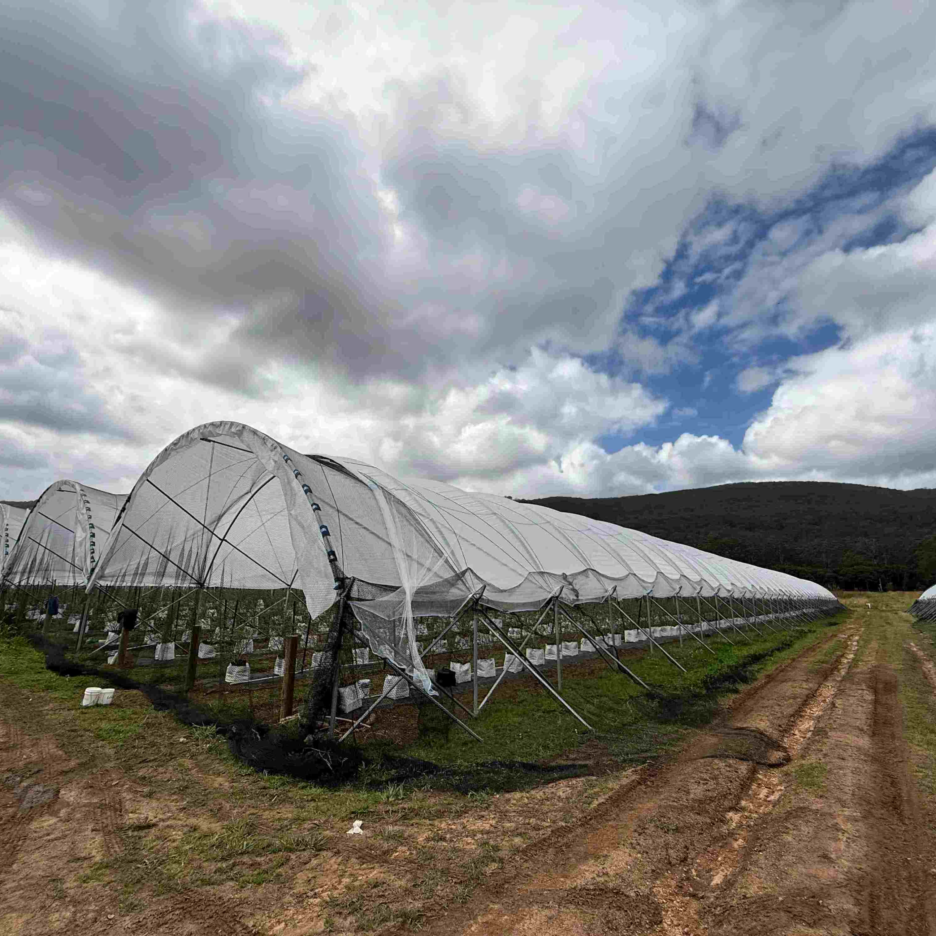 Super Blueberry Greenhouse Project