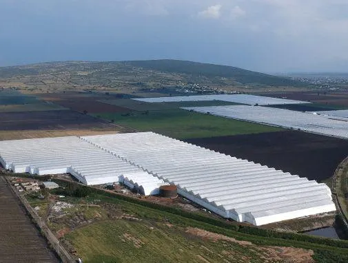Multi-span Hydroponic Lettuce Cultivation Project (5).webp