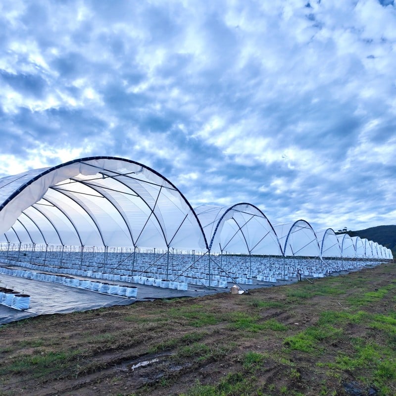 Professional Blueberry Tunnel Greenhouse Solutions