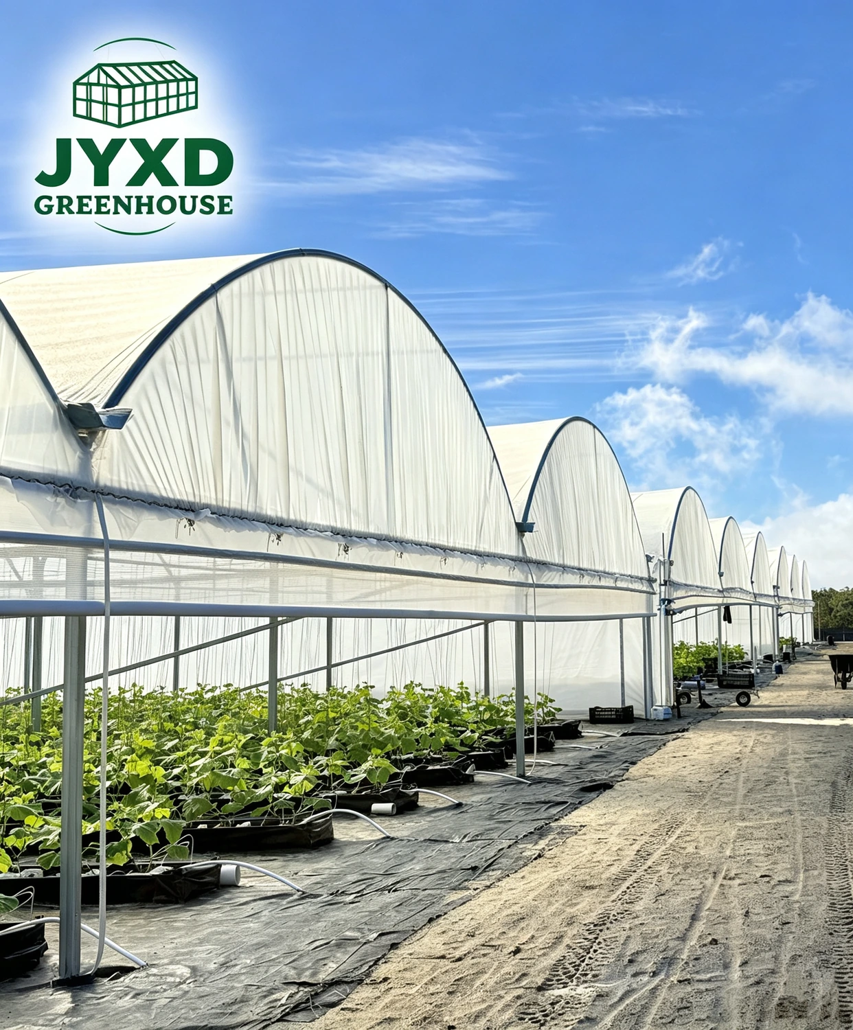 Australia Cucumber Greenhouse-2.webp