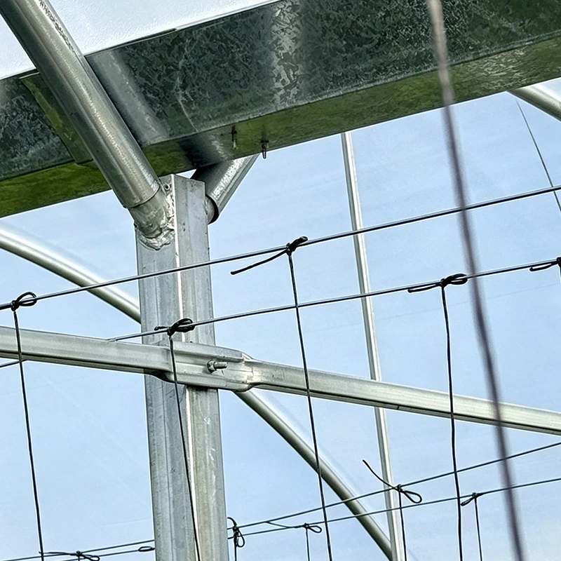 New Zealand Multi-span Cucumber Greenhouse-5.webp