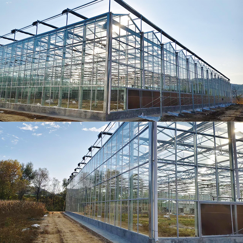 Premium Venlo Multi-Span Greenhouse for High-Tech Commercial Agriculture