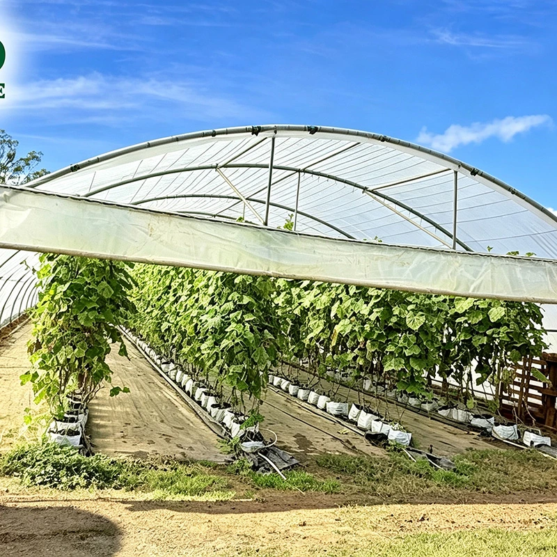 New Zealand Multi-span Cucumber Greenhouse-2.webp