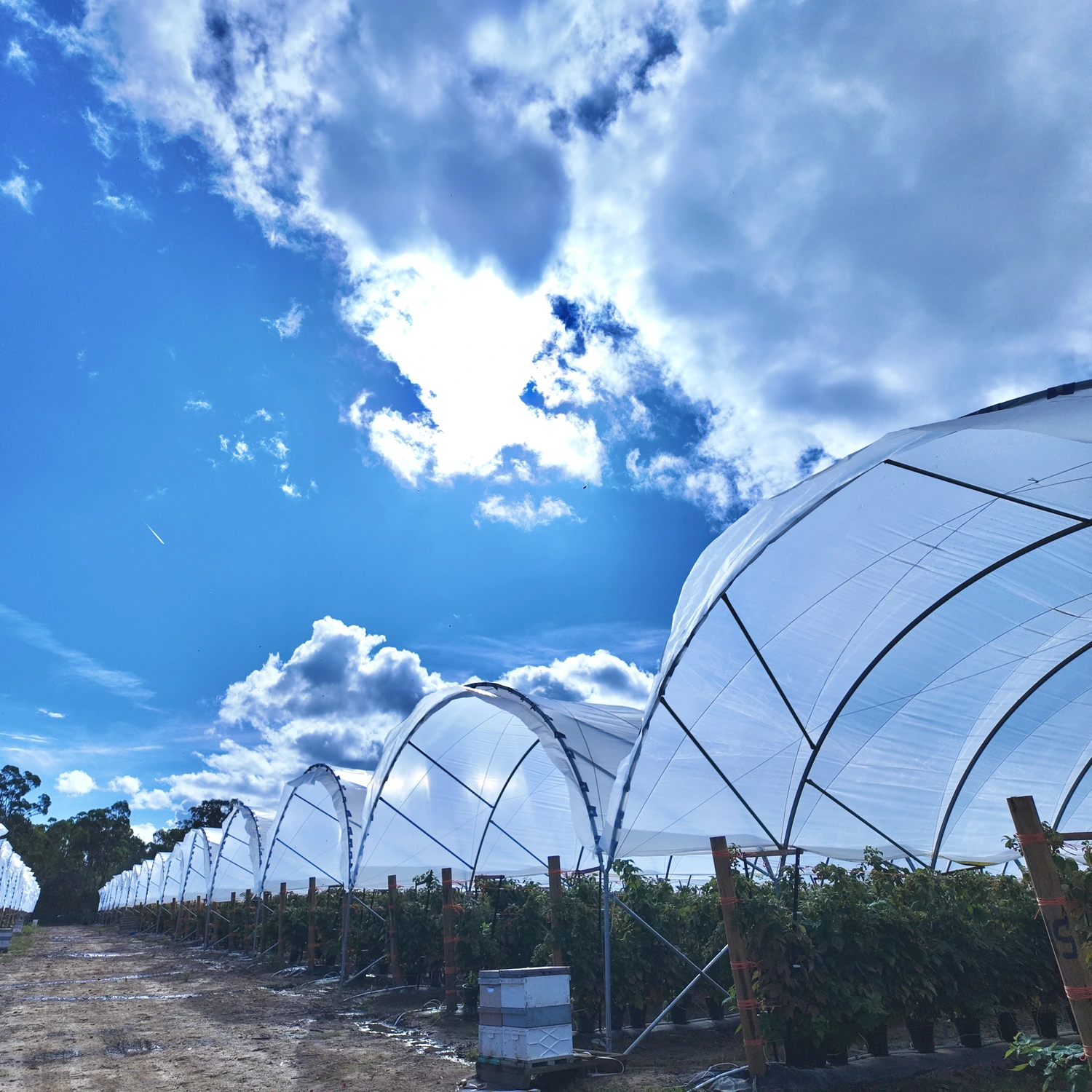 Australia Blueberry Greenhouse-3.webp
