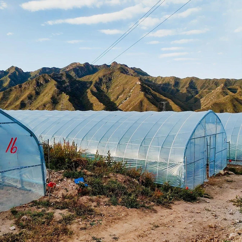Philippines Single-span Greenhouse-3.webp