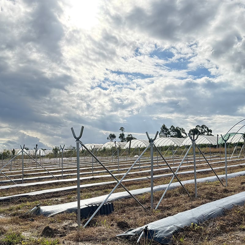 Blueberry Tunnel Greenhouse Project-3.jpg