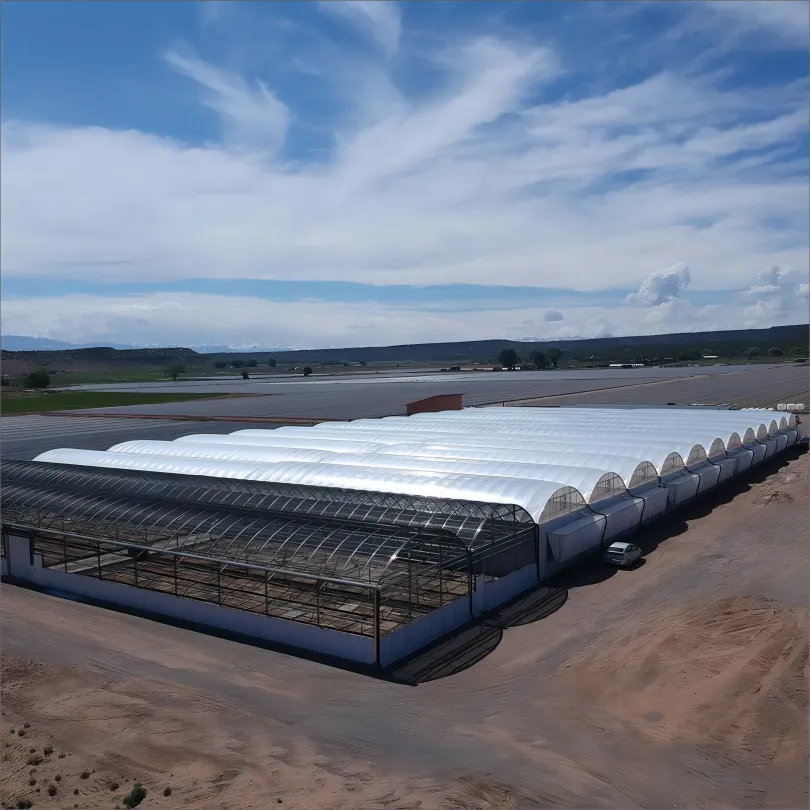 Multi-span Hydroponic Lettuce Cultivation Project (4).webp