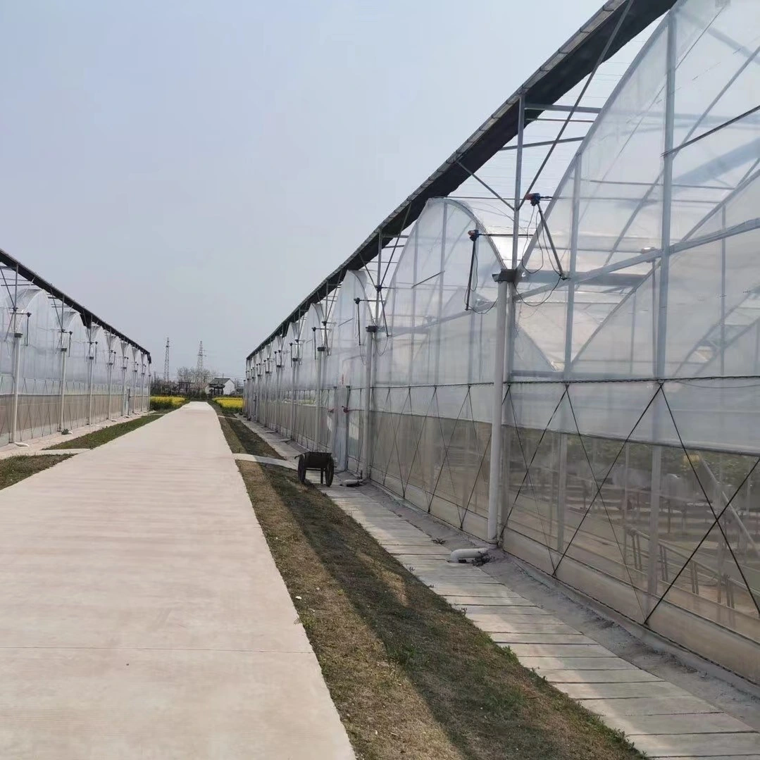 South Africa Multi-span Greenhouse-2.webp