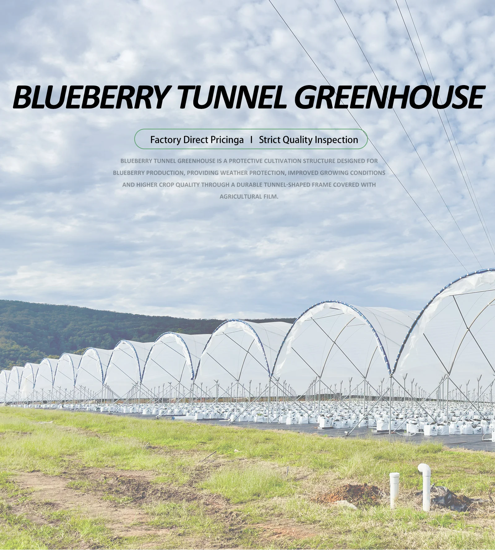 Blueberry Greenhouse_detail_01.webp