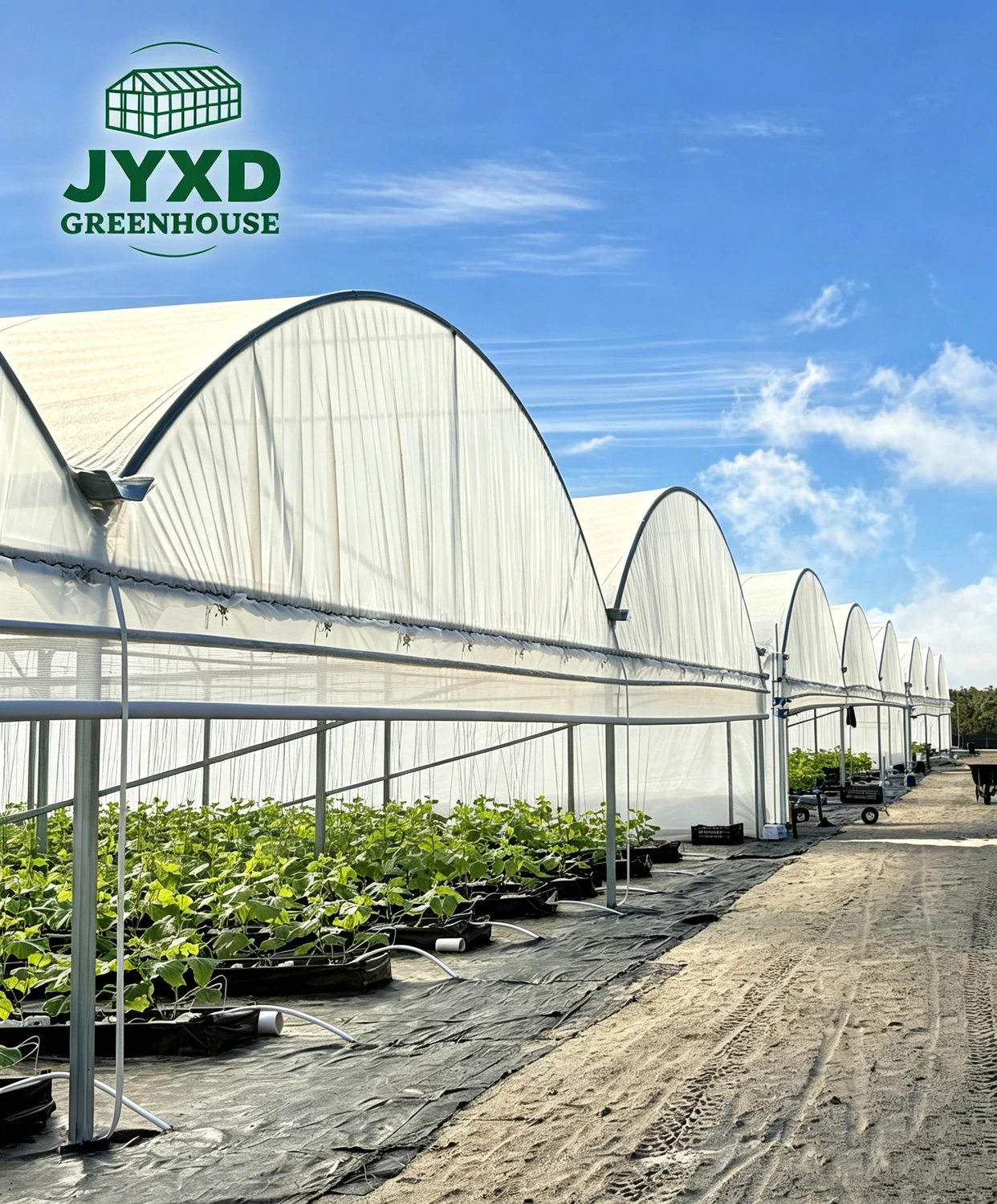 Australia Cucumber Greenhouse-1.webp