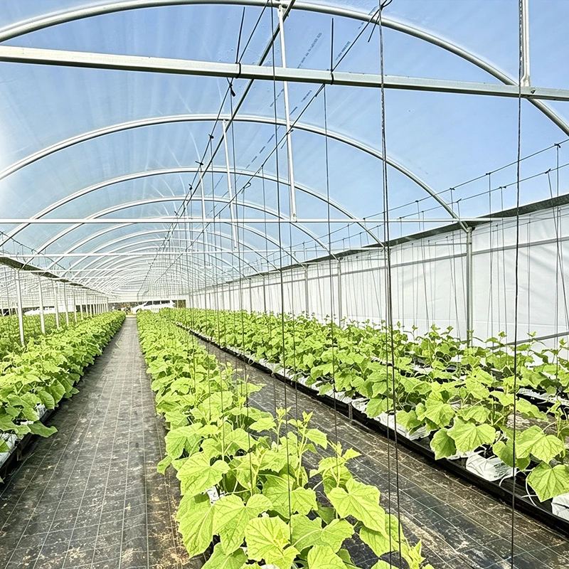 New Zealand Multi-span Cucumber Greenhouse-3.webp