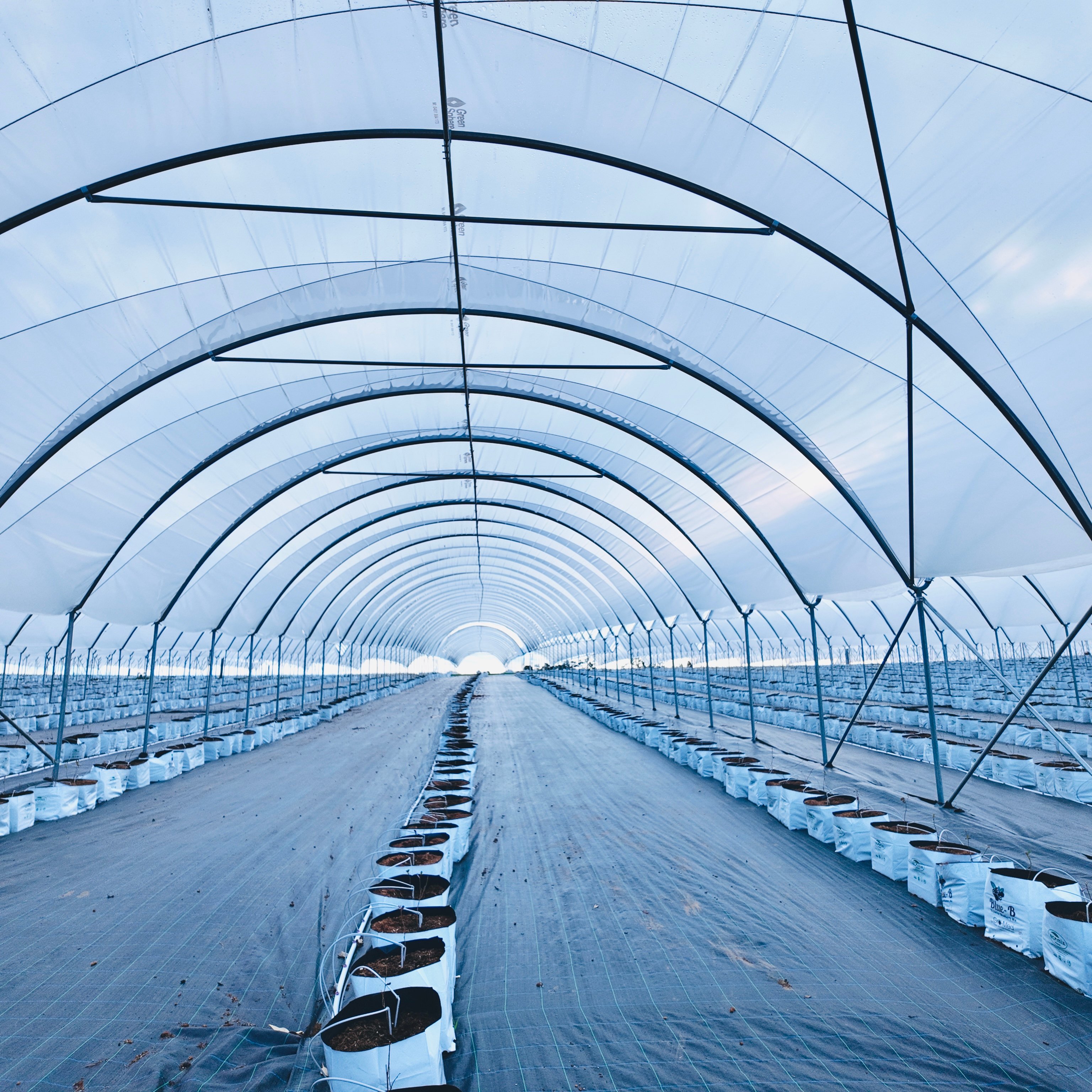 Blueberry Tunnel Greenhouse Project-8.jpg