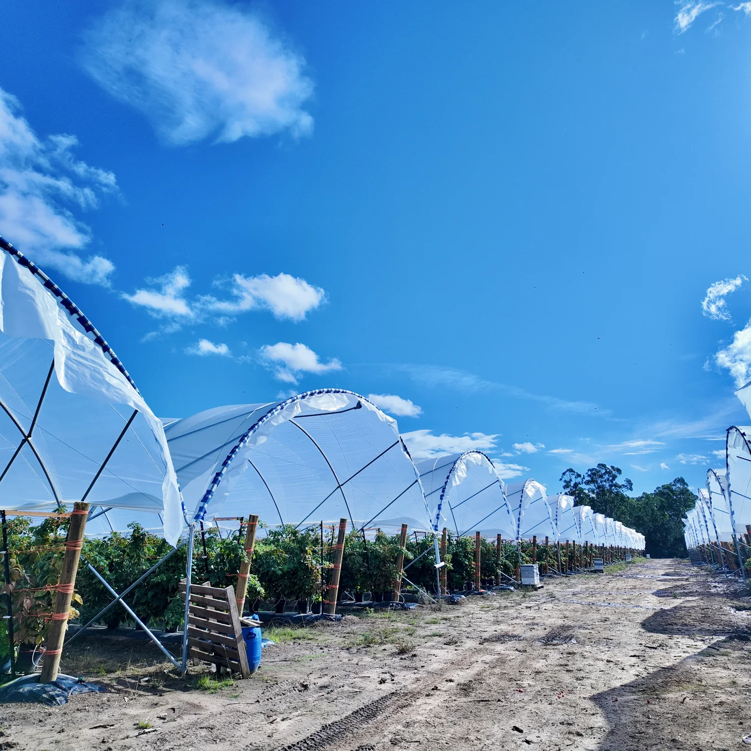 Chile Berry Greenhouse-5.webp