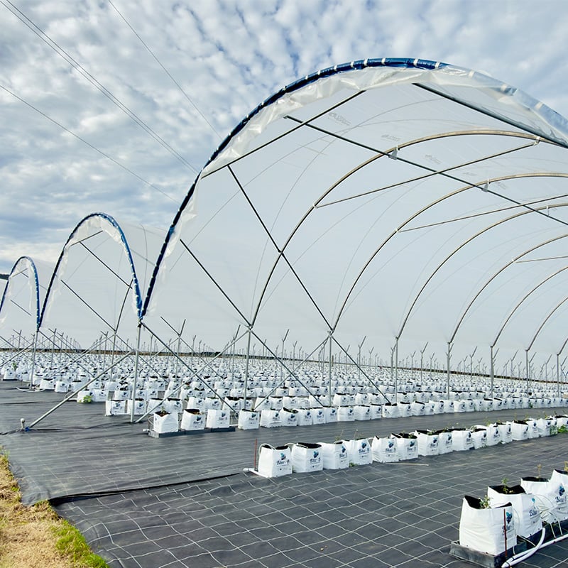 Blueberry Tunnel Greenhouse Project-1.jpg
