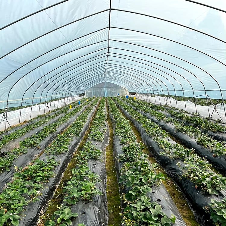 Rain Shelter Greenhouse