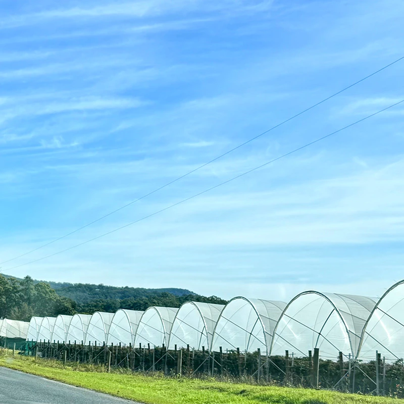 Chile Berry Greenhouse-4.webp