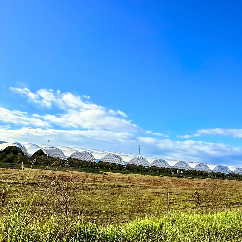 Chile Berry Greenhouse-2.webp